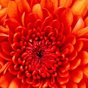 Meet your Posher, Latonia